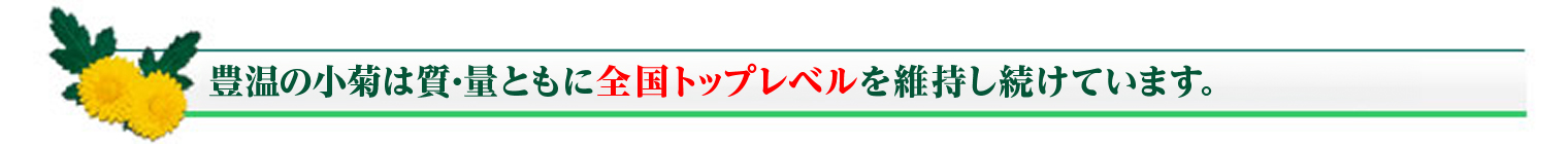 食用菊の生産量は日本一